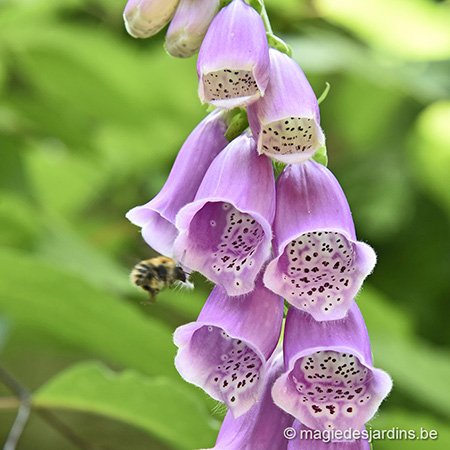 La digitale : Une beauté sauvage au jardin